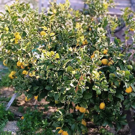 Sweet Nikorenia 2 Hébergement de vacances Krotiri